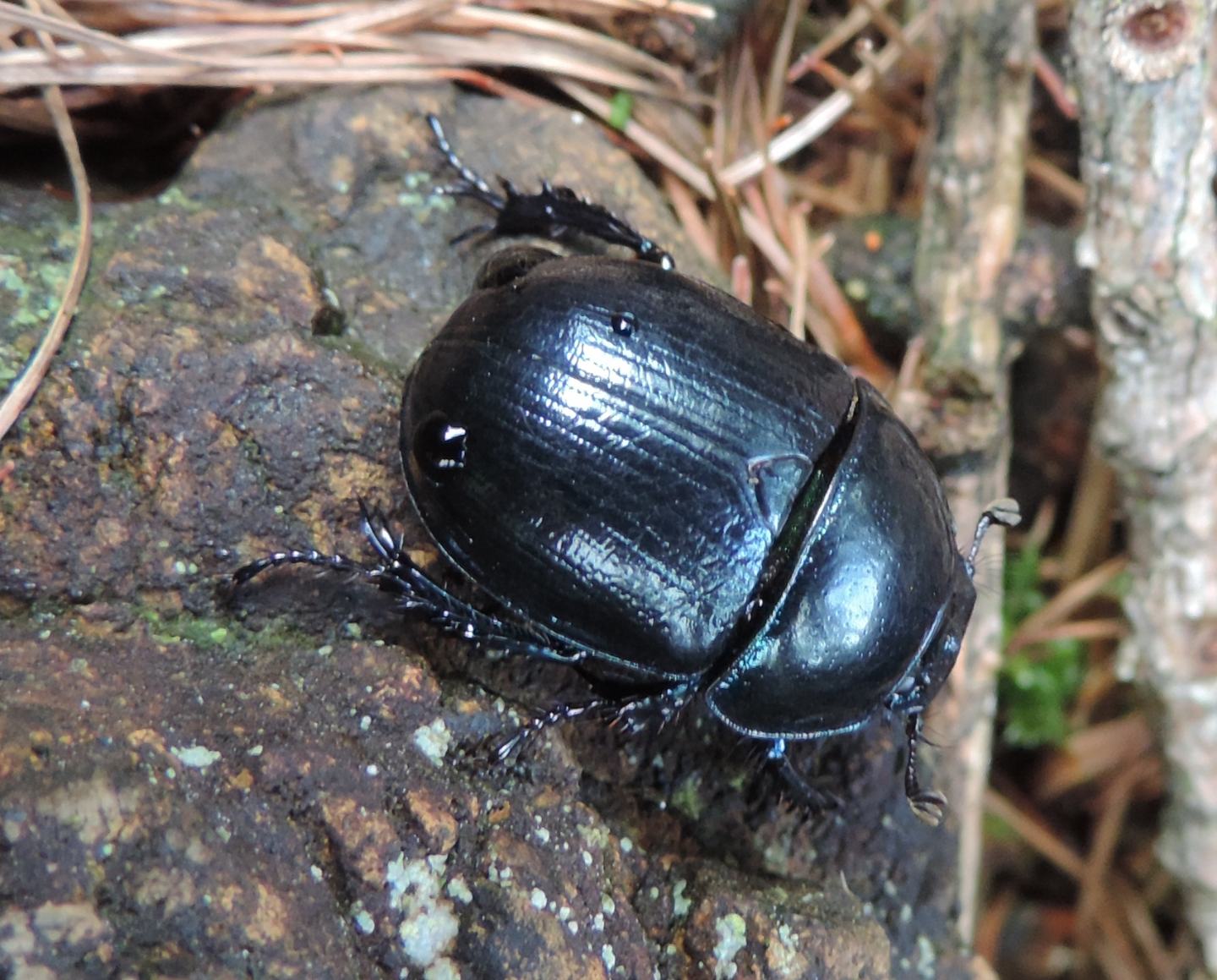 Carrellata di Geotrupidae: Anoplotrupes stercorosus