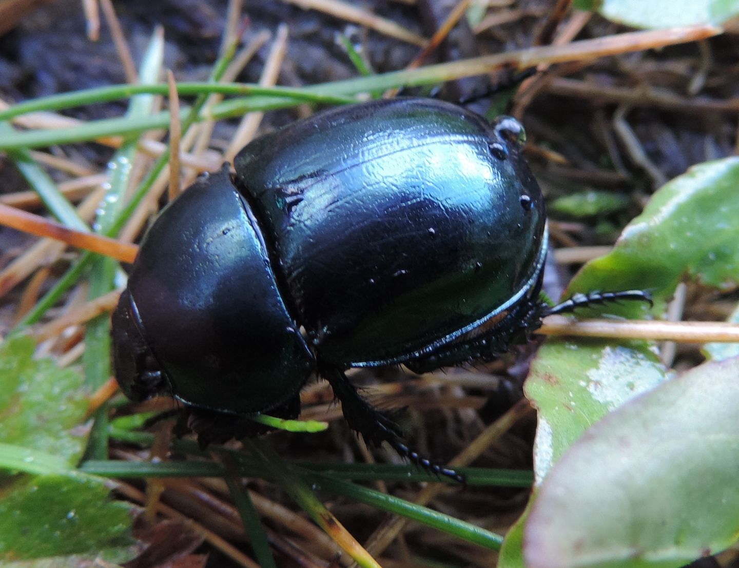 Carrellata di Geotrupidae: Trypocopris pyrenaeus