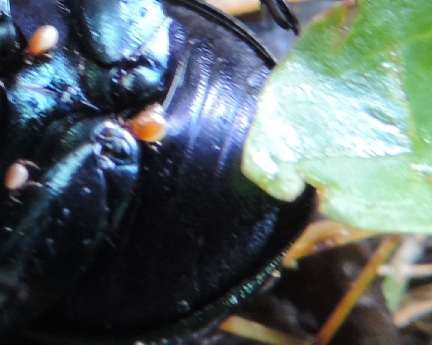 Carrellata di Geotrupidae: Trypocopris pyrenaeus