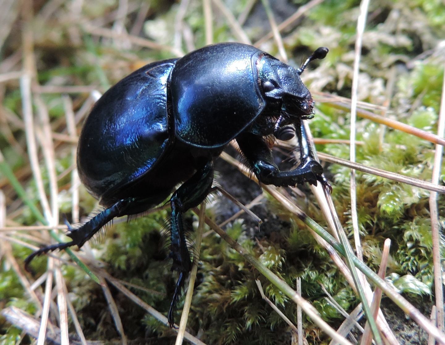 Carrellata di Geotrupidae: Trypocopris pyrenaeus