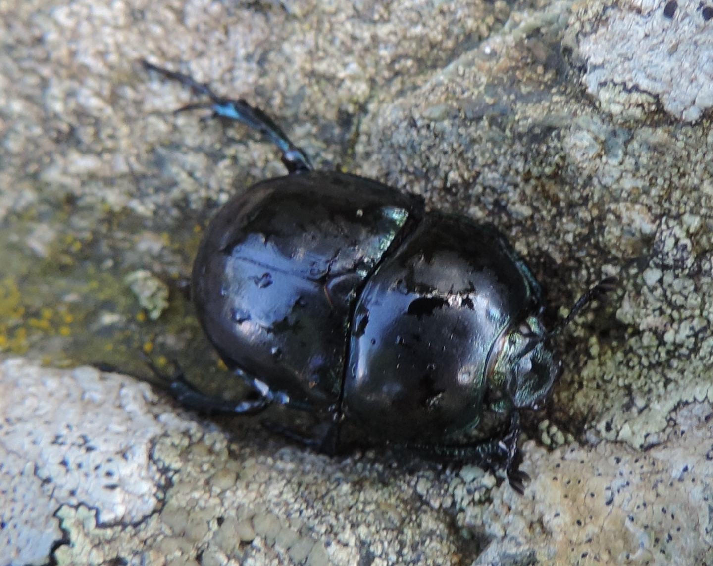 Carrellata di Geotrupidae: Trypocopris pyrenaeus