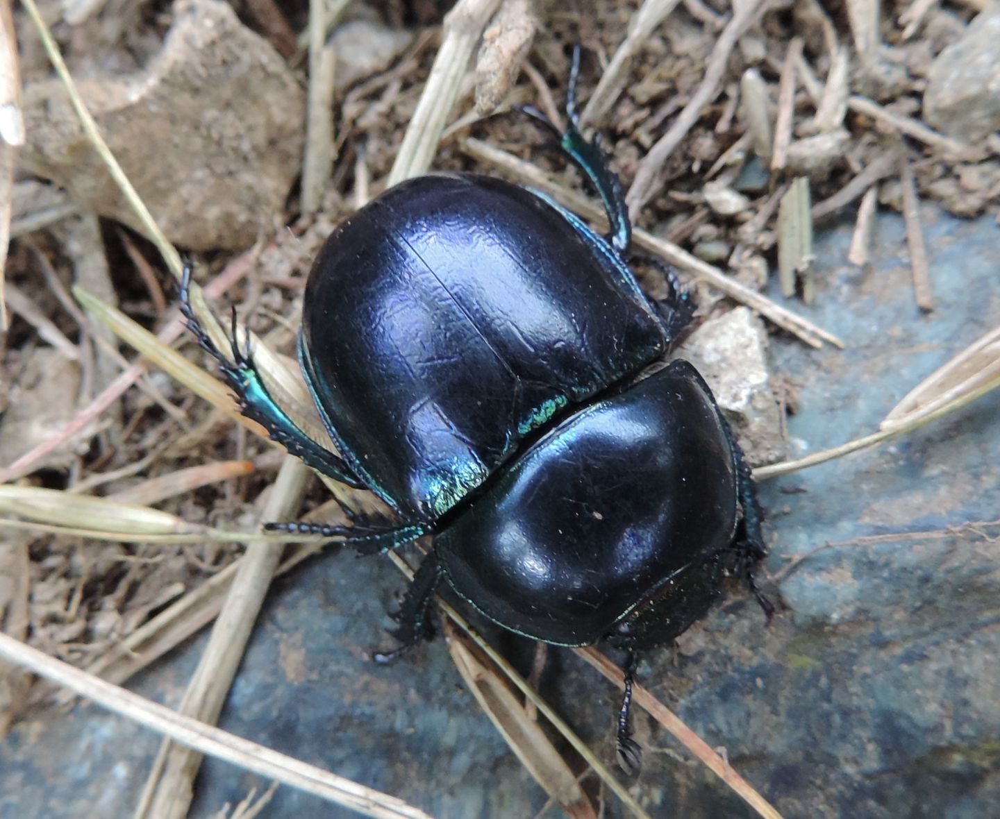 Carrellata di Geotrupidae: Trypocopris pyrenaeus