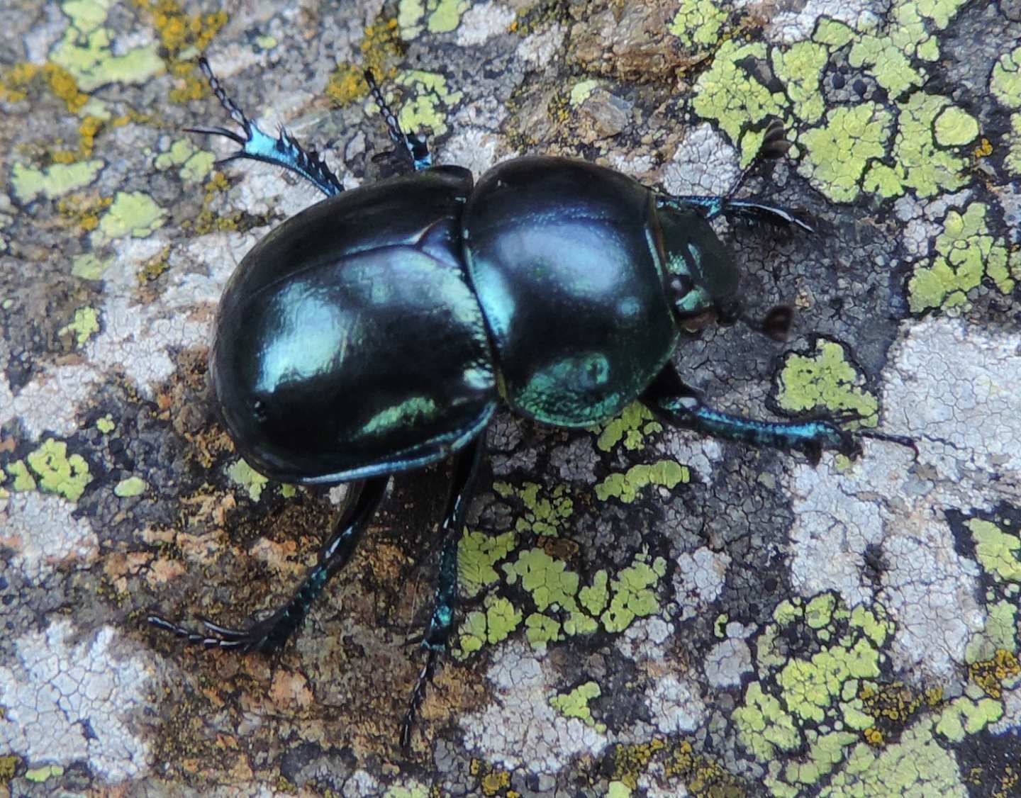 Carrellata di Geotrupidae: Trypocopris pyrenaeus