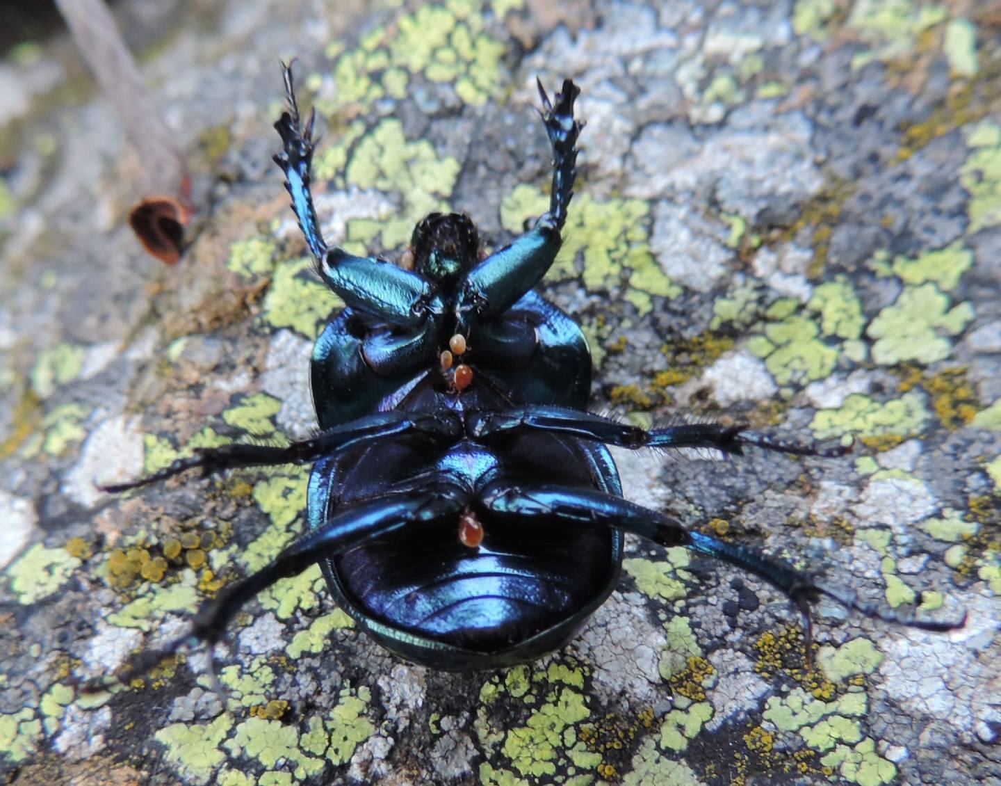 Carrellata di Geotrupidae: Trypocopris pyrenaeus