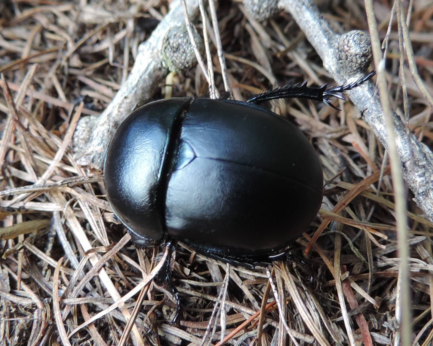 Carrellata di Geotrupidae: Trypocopris alpinus?