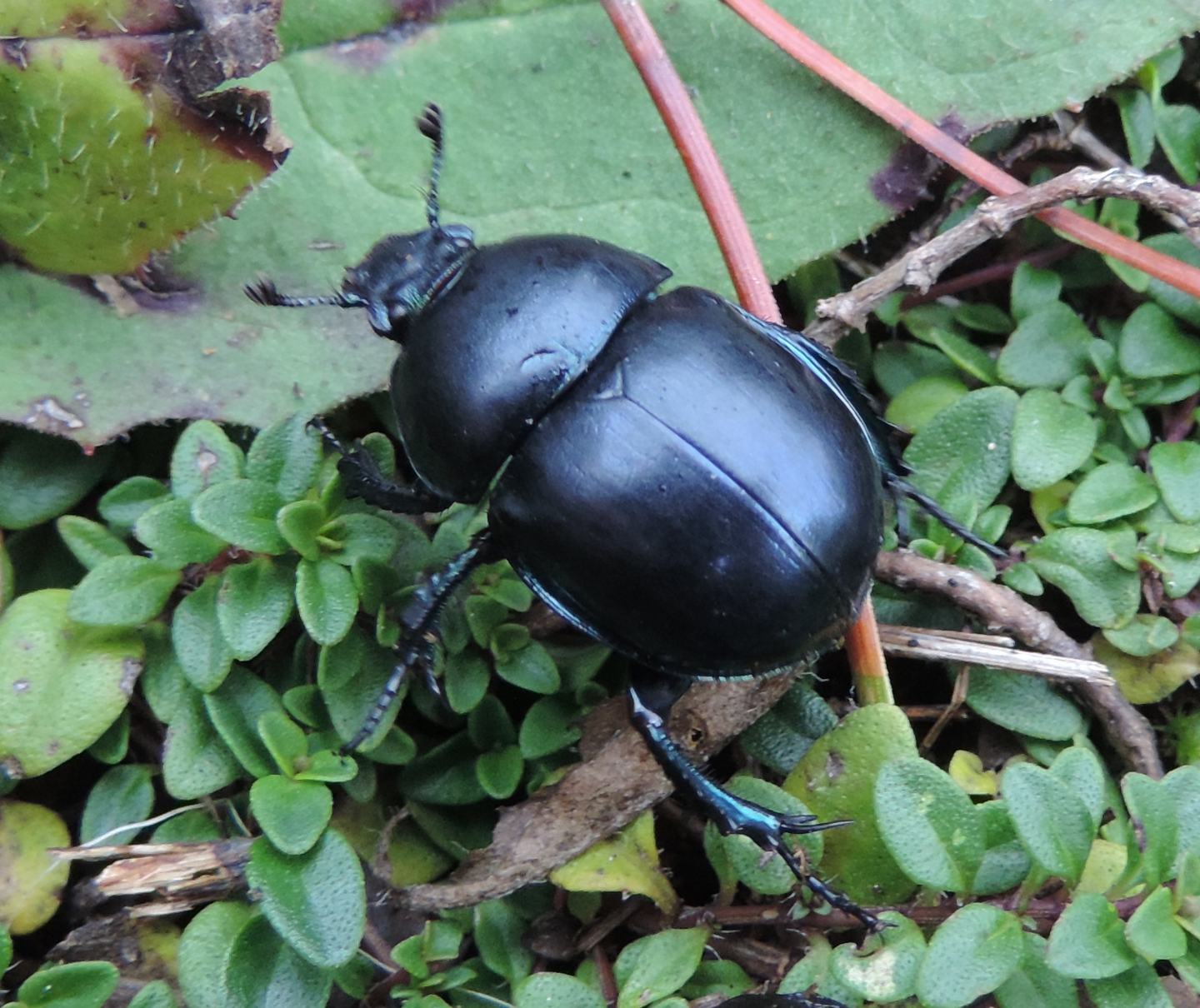 Carrellata di Geotrupidae: Trypocopris alpinus?