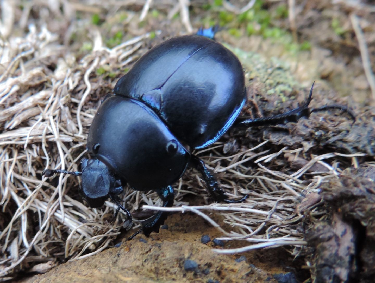 Carrellata di Geotrupidae: Trypocopris alpinus?