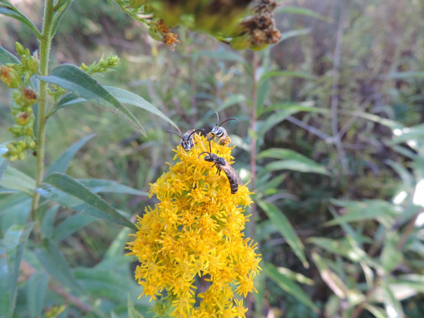 Maschi di Halictus scabiosae