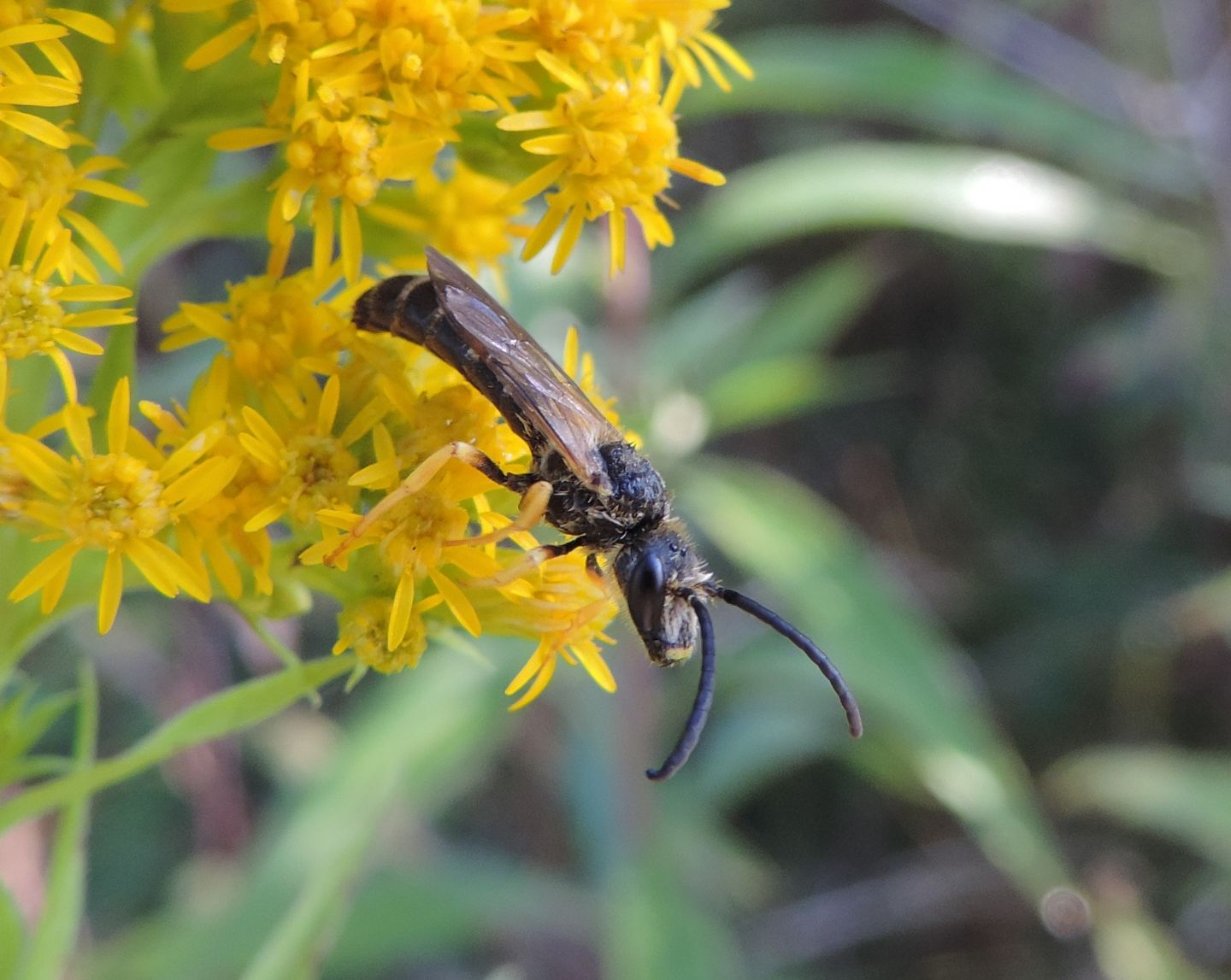 Maschi di Halictus scabiosae