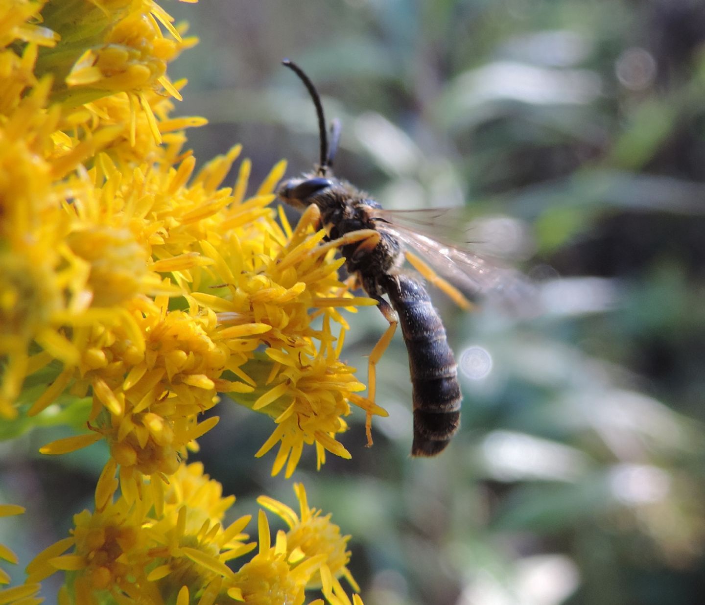 Maschi di Halictus scabiosae