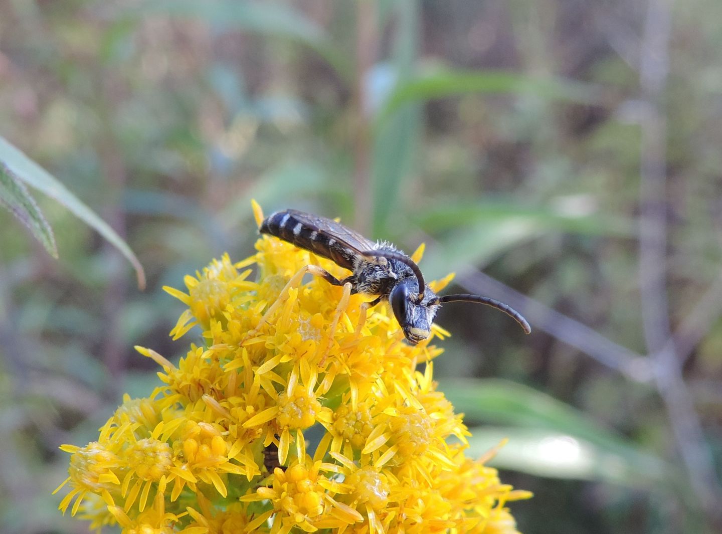 Maschi di Halictus scabiosae