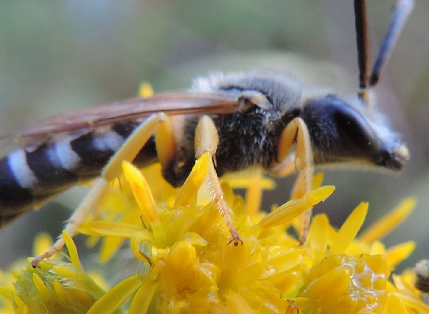 Maschi di Halictus scabiosae