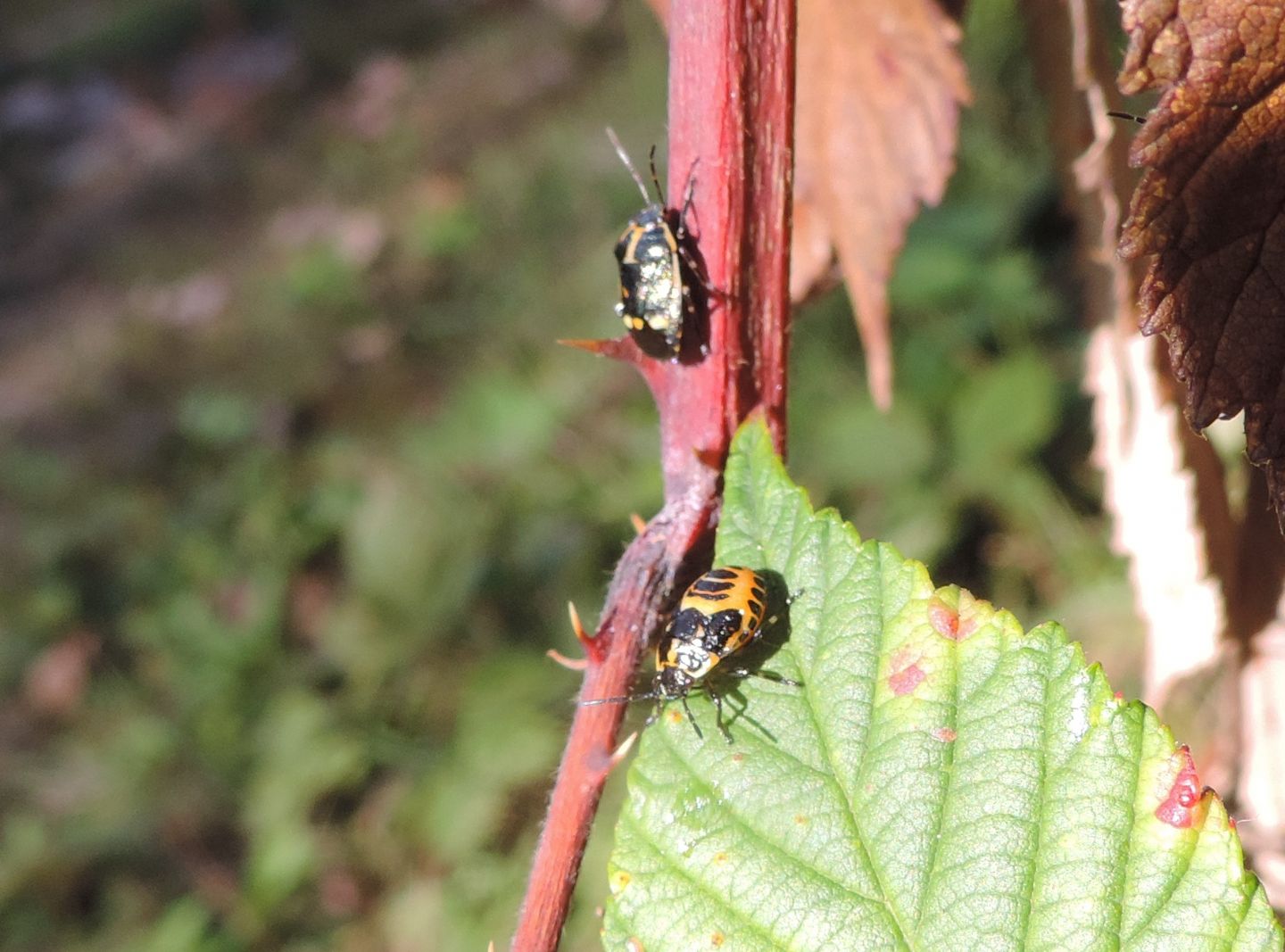 ninfa ed adulto di Eurydema oleracea del Piemonte (TO)