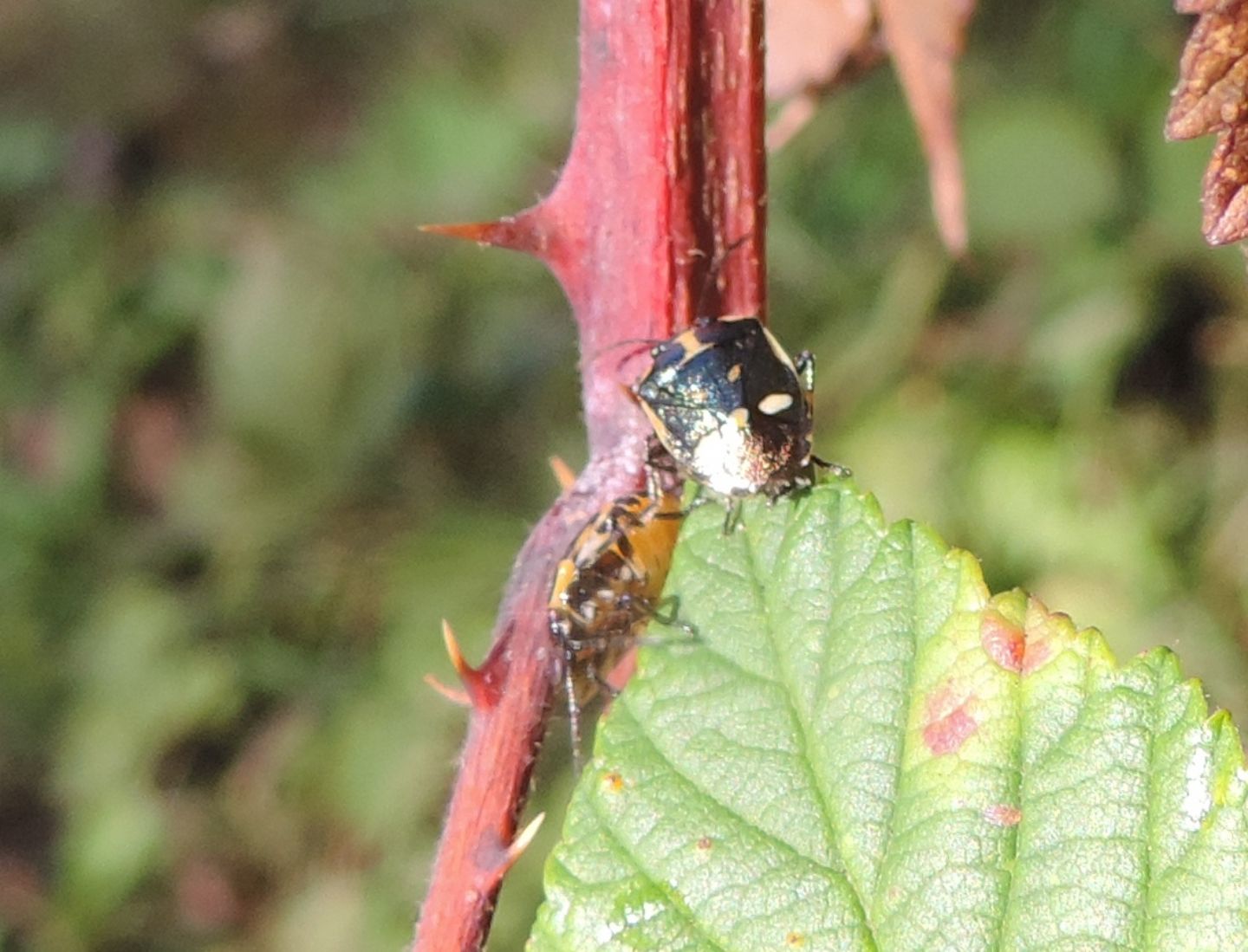 ninfa ed adulto di Eurydema oleracea del Piemonte (TO)