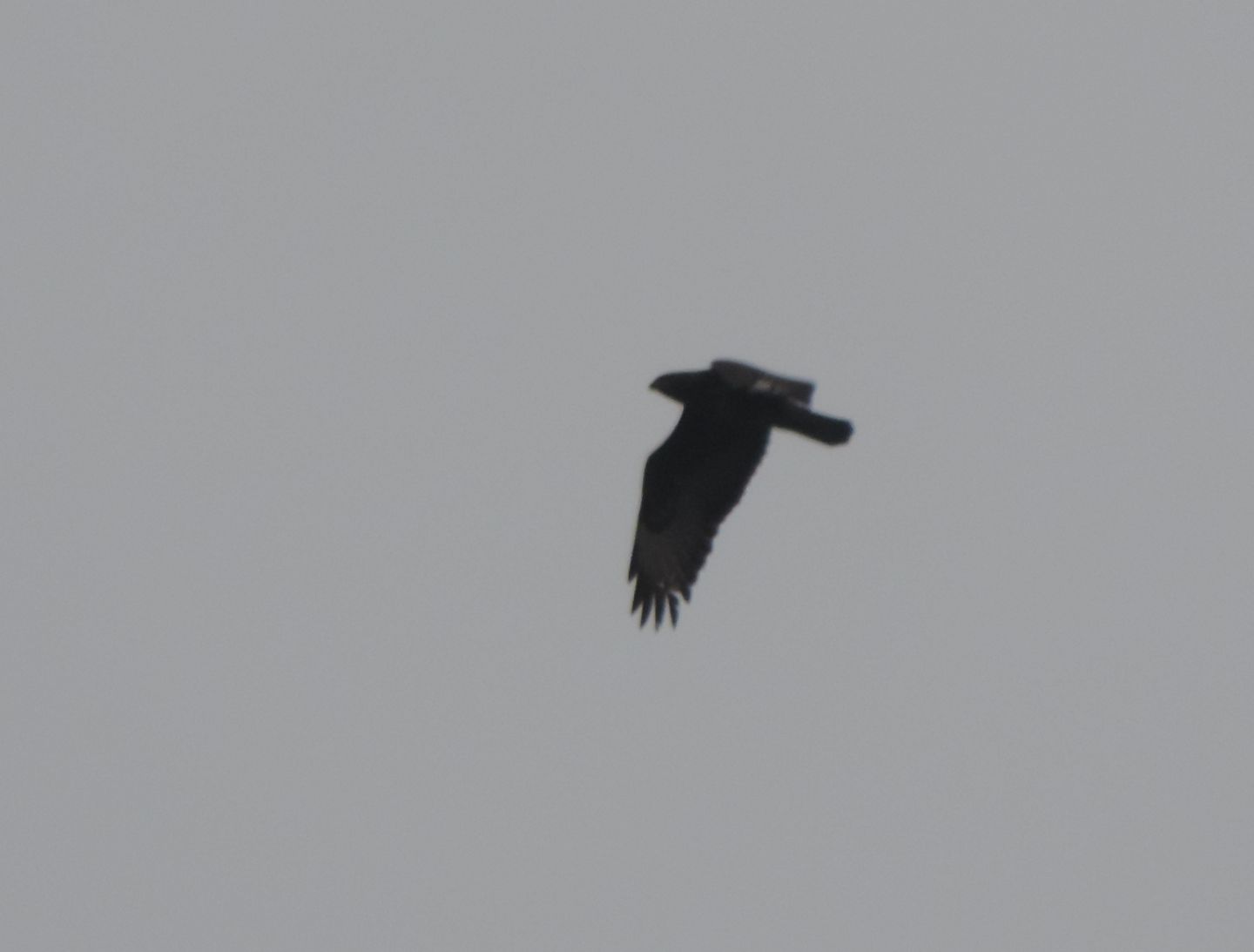 Rapace con macchia bianca sull''ala