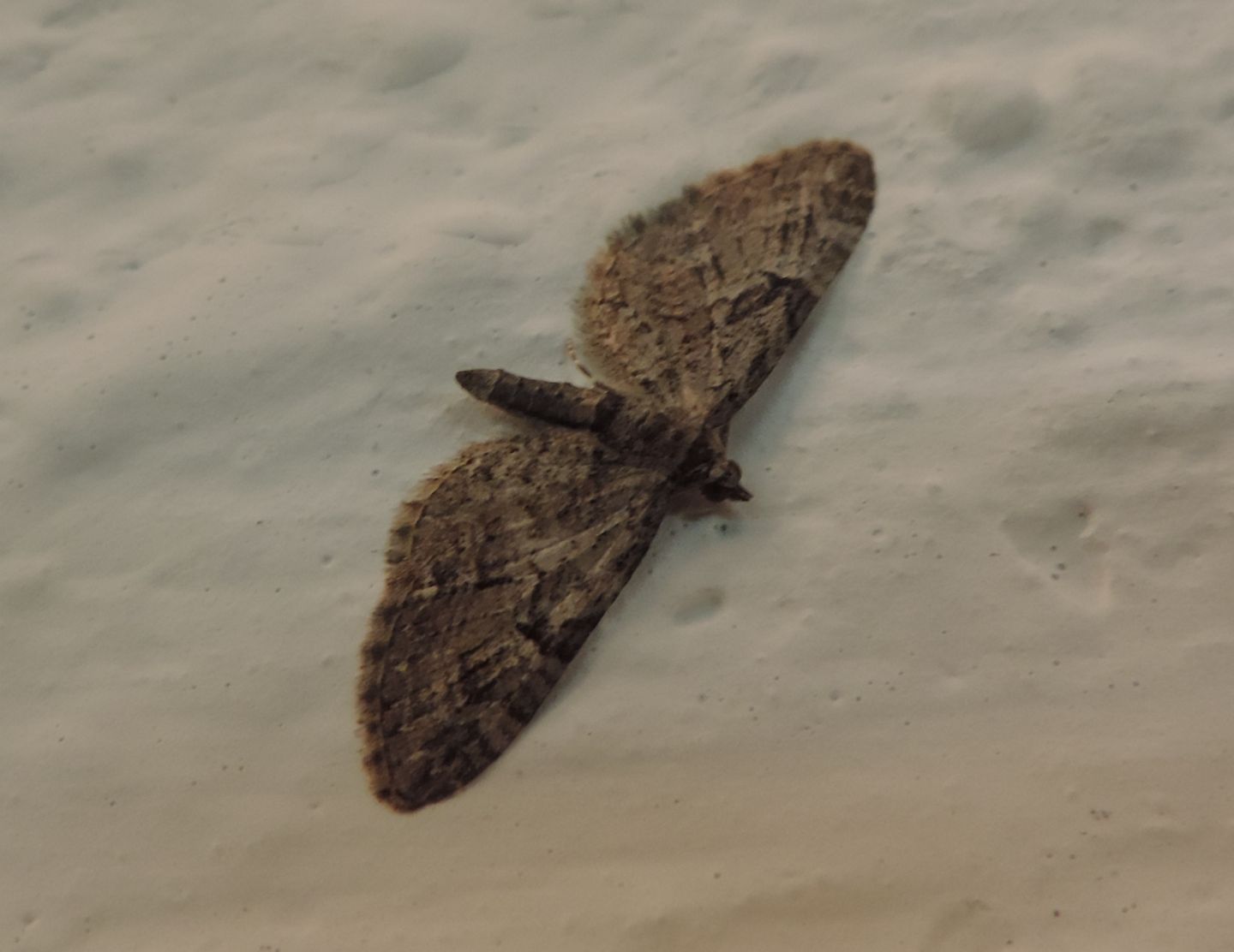 Falena montanara 3 - Eupithecia sp