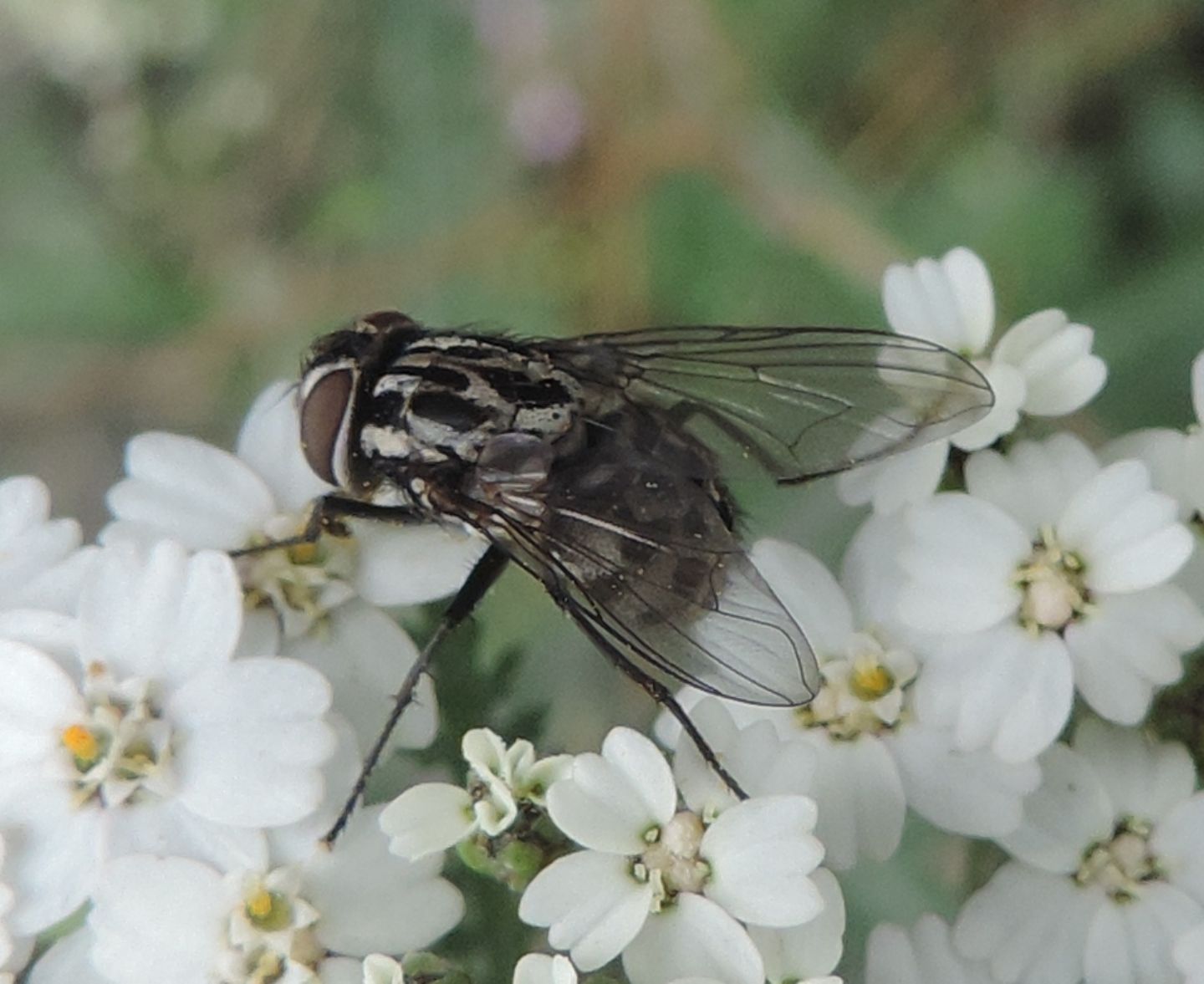 Phaonia? No. Graphomya maculata (Muscidae) femmina