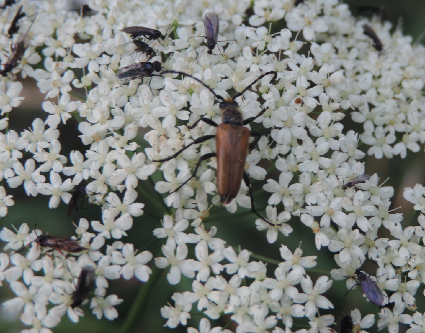 Paracorymbia hybrida e Stenurella melanura, Cerambycidae
