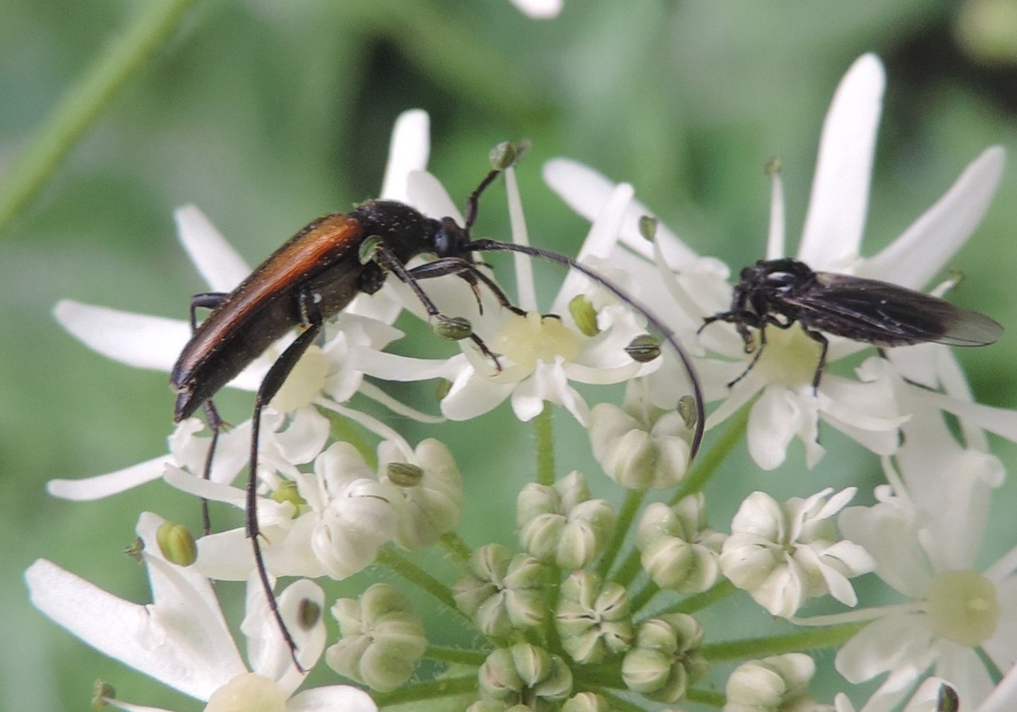Paracorymbia hybrida e Stenurella melanura, Cerambycidae