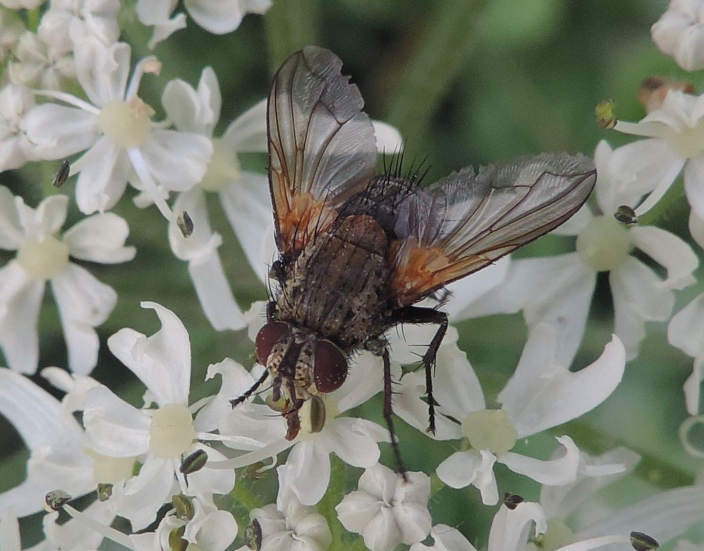 Calliphoridae?