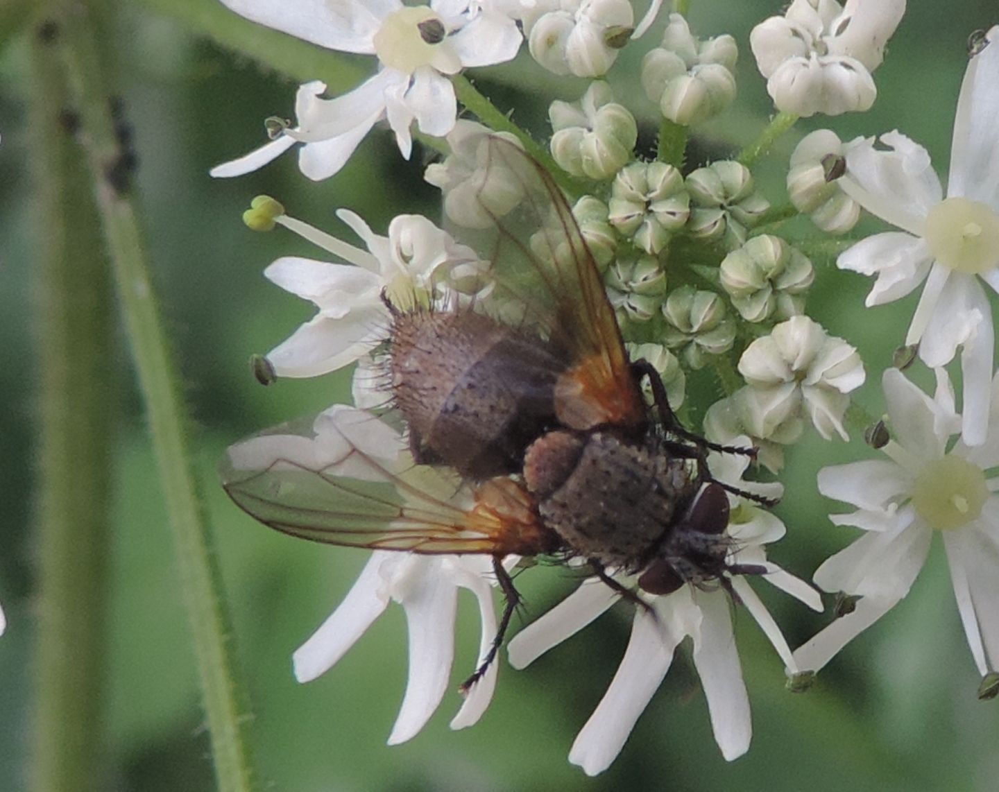 Calliphoridae?