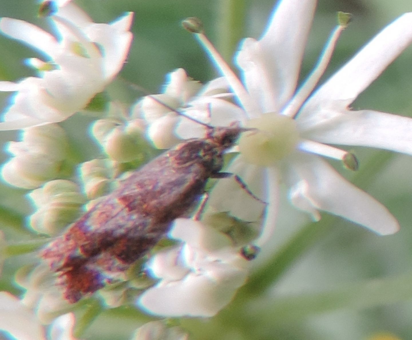 Tortricidae? S, cfr. Epinotia cruciana