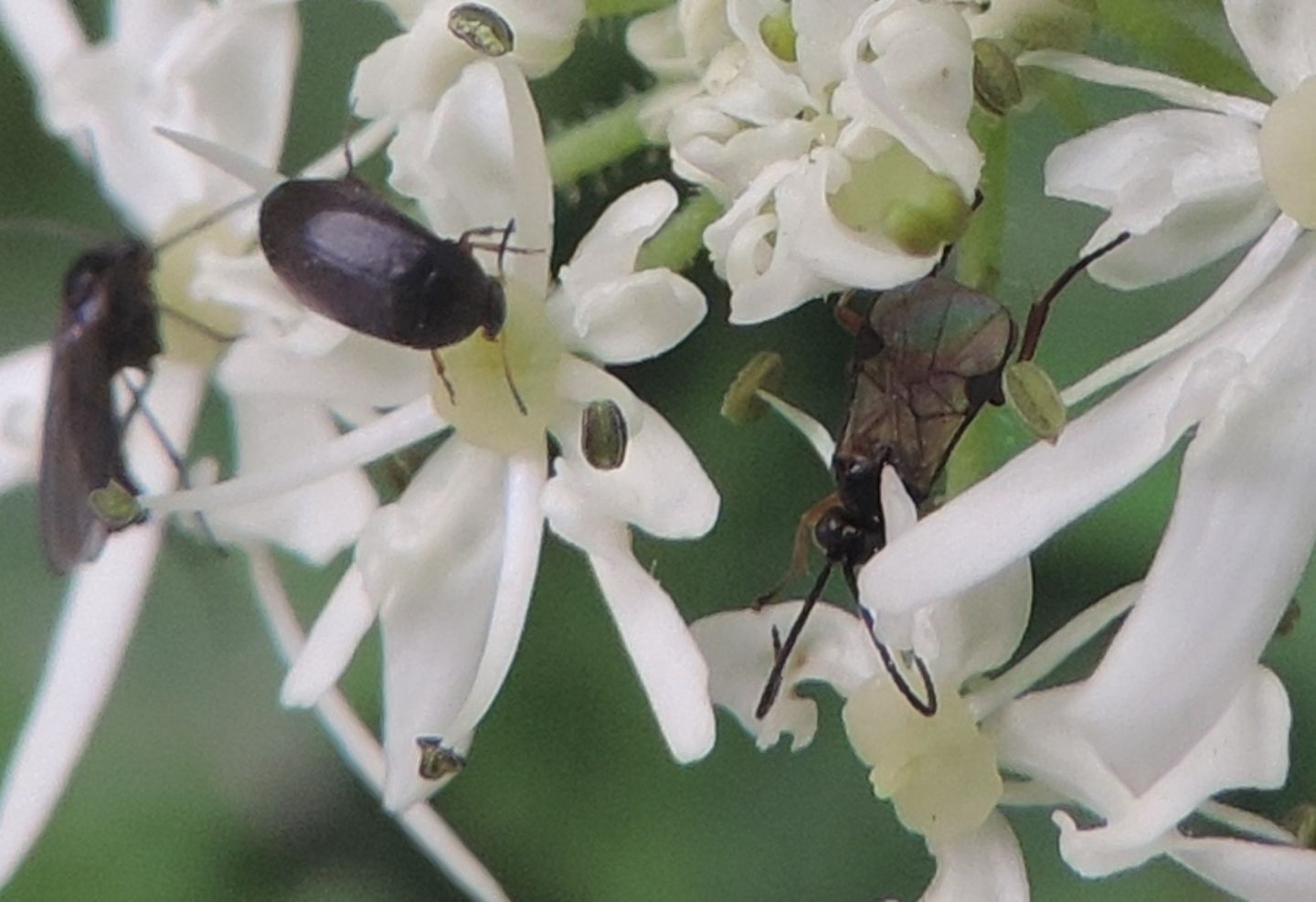 Piccoli imenotteri da identificare