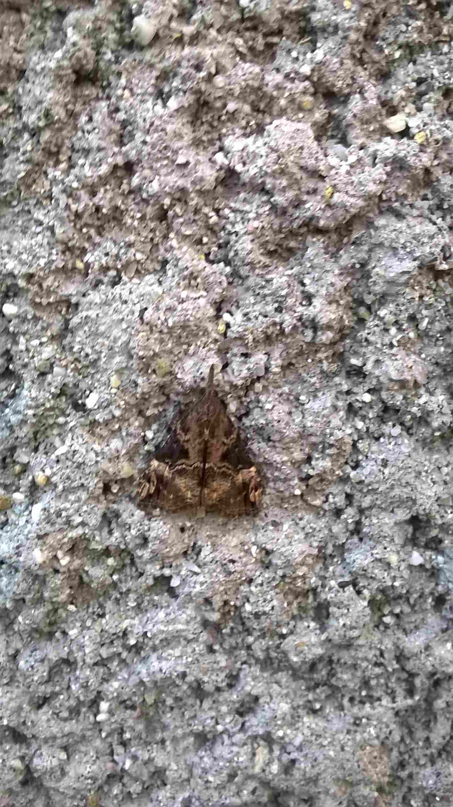 falena invernale da identificare - Hypena obsitalis