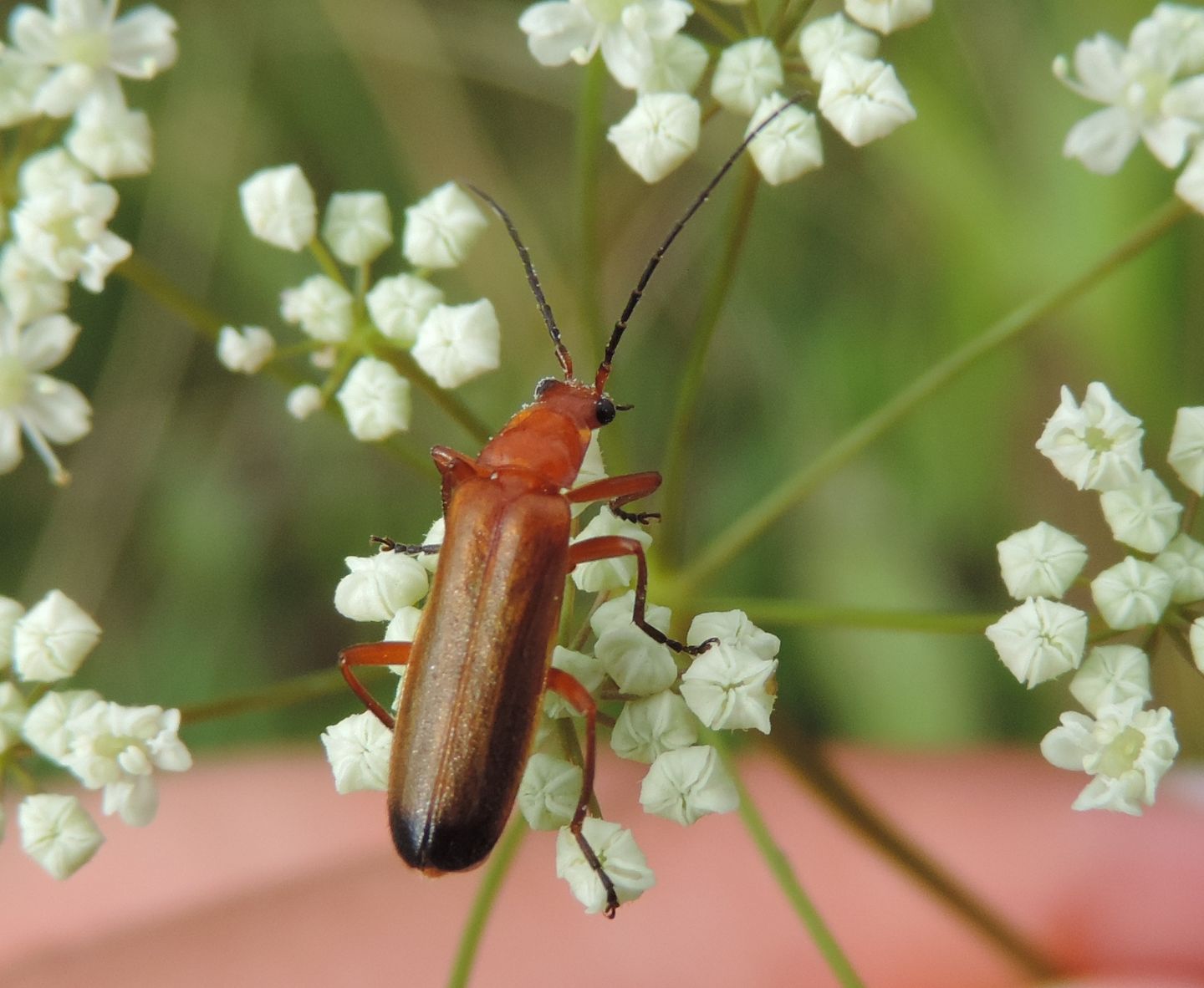 Rhagonycha fulva, Cantharidae