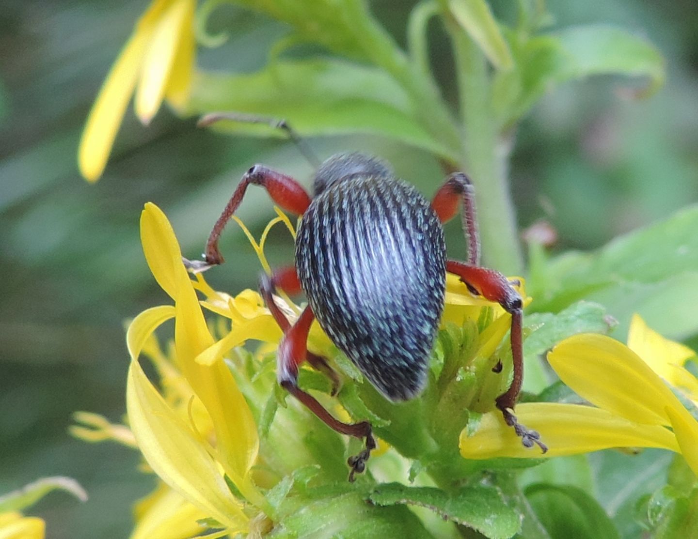 Curculionidae: ora  Otiorhynchus sellae