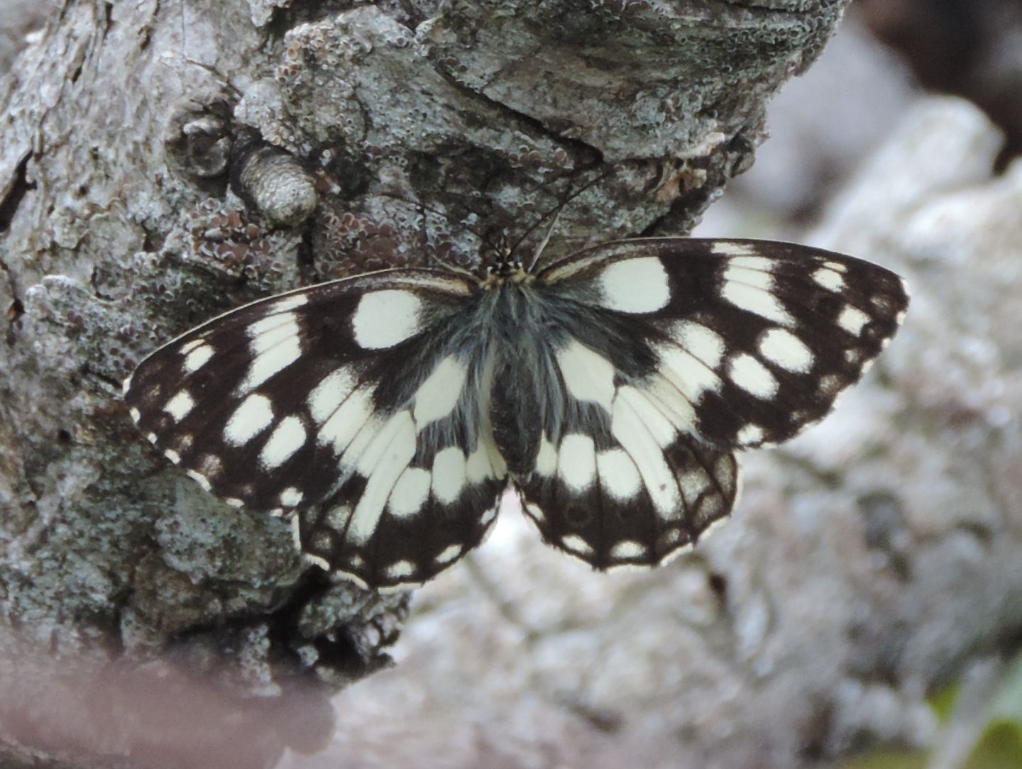 Melanargia galathea