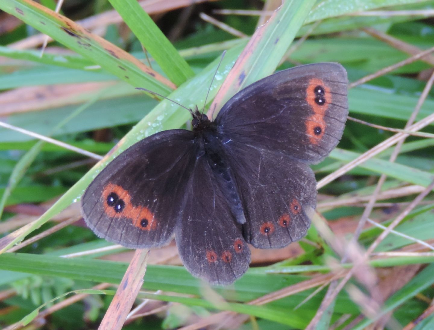 Quale Erebia? - Erebia aethiops