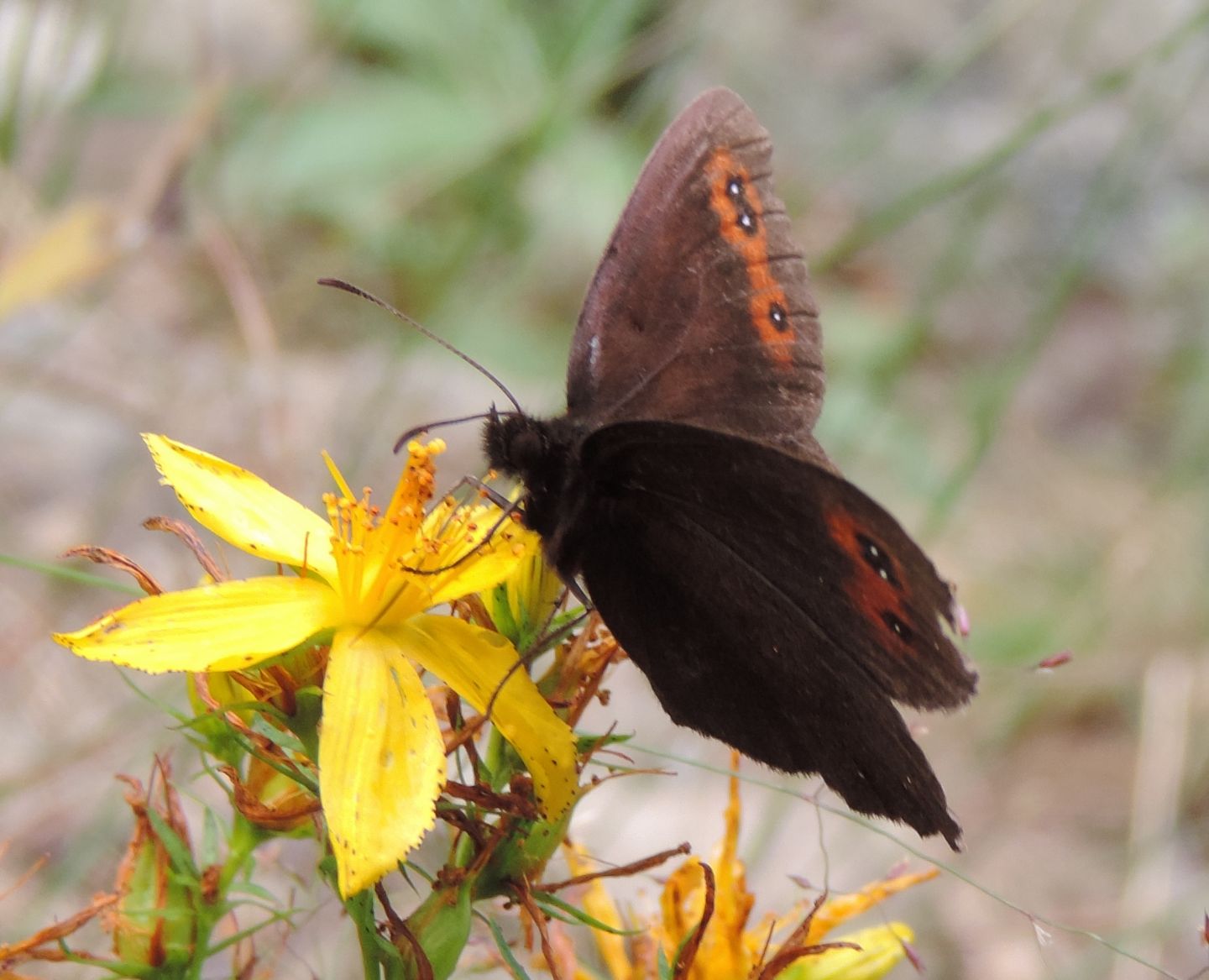 Quale Erebia? - Erebia aethiops