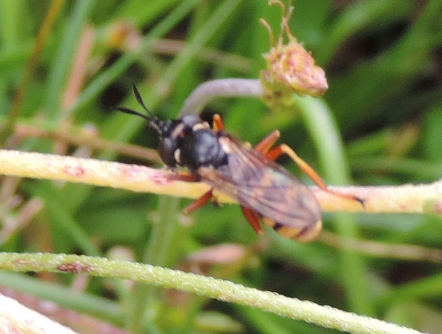 Stratiomydae? No. Conopidae, forse Conops sp.