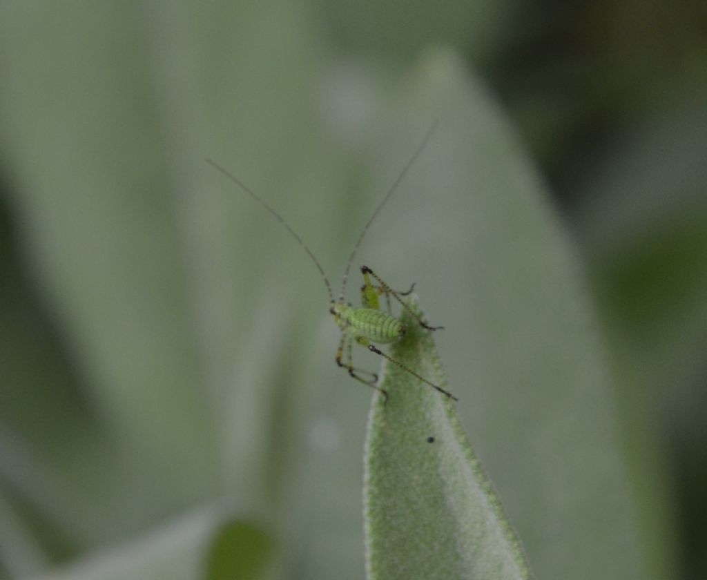 Neanidi di Leptophyes laticauda?