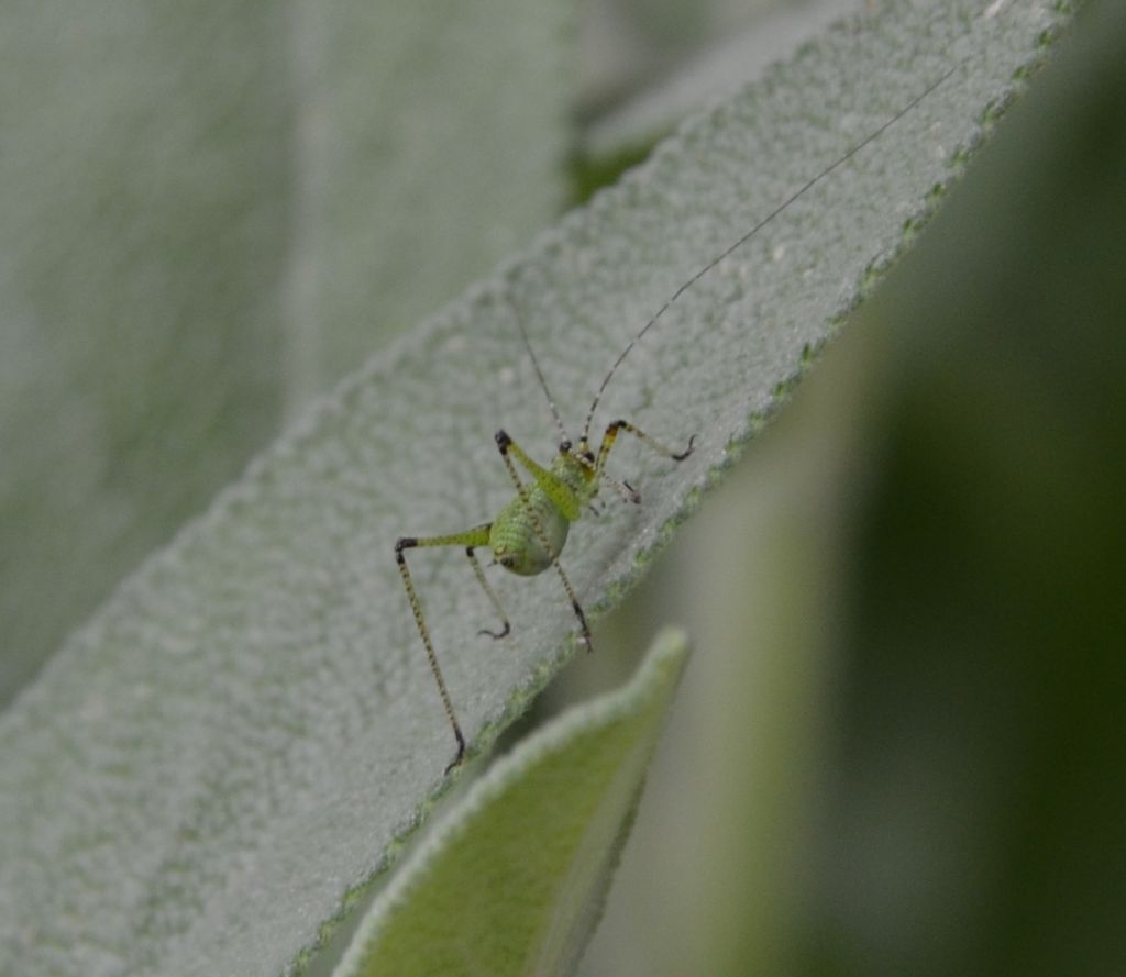 Neanidi di Leptophyes laticauda?