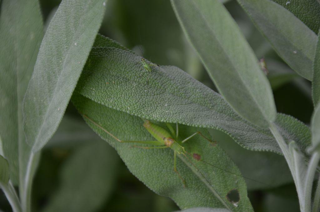 Neanidi di Leptophyes laticauda?