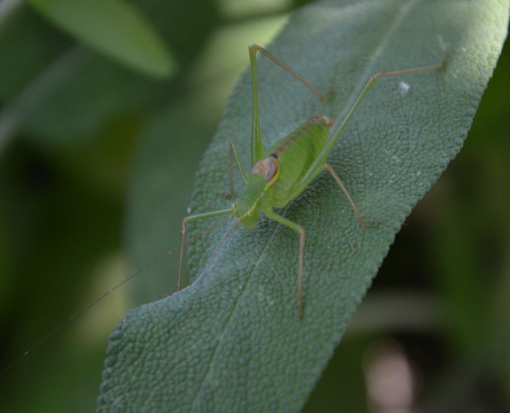 Neanidi di Leptophyes laticauda?