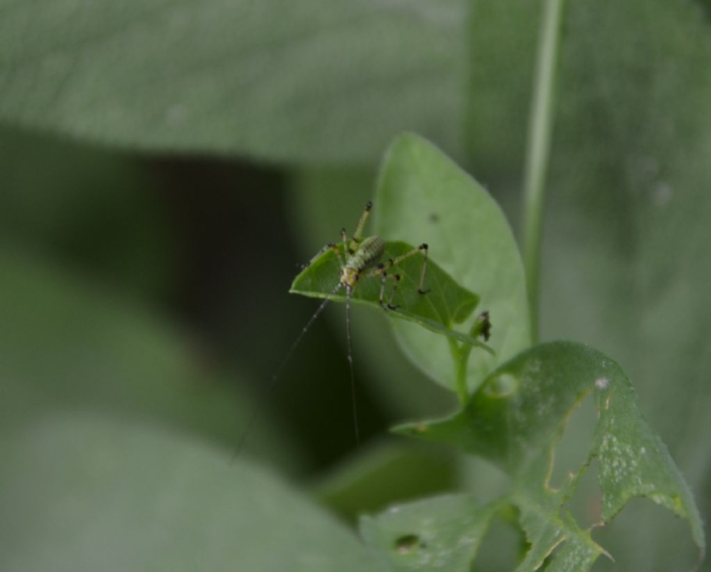 Neanidi di Leptophyes laticauda?