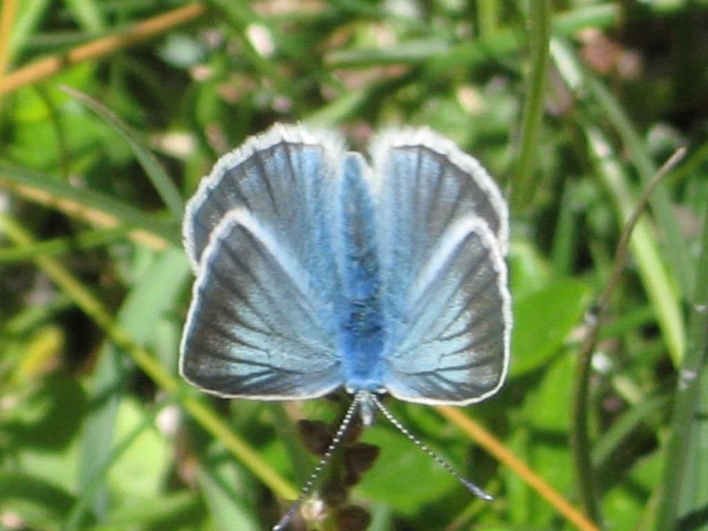 Polyommatus icarus?