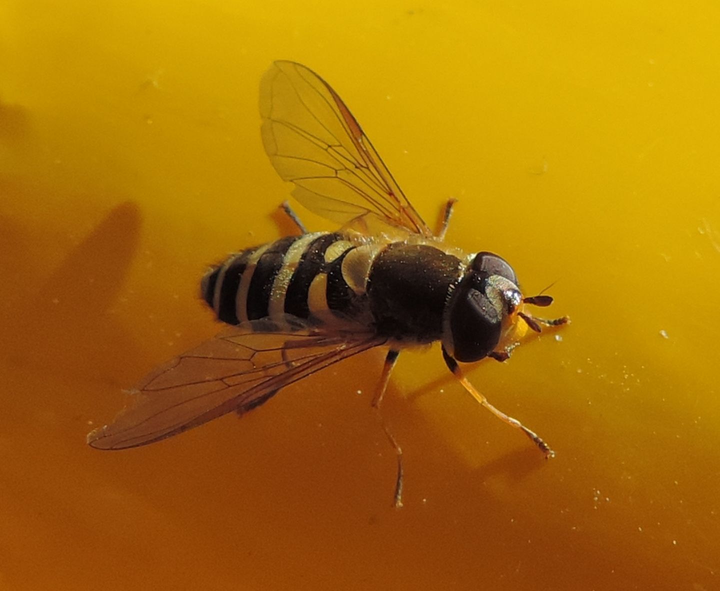 femmina di Syrphus vitripennis?