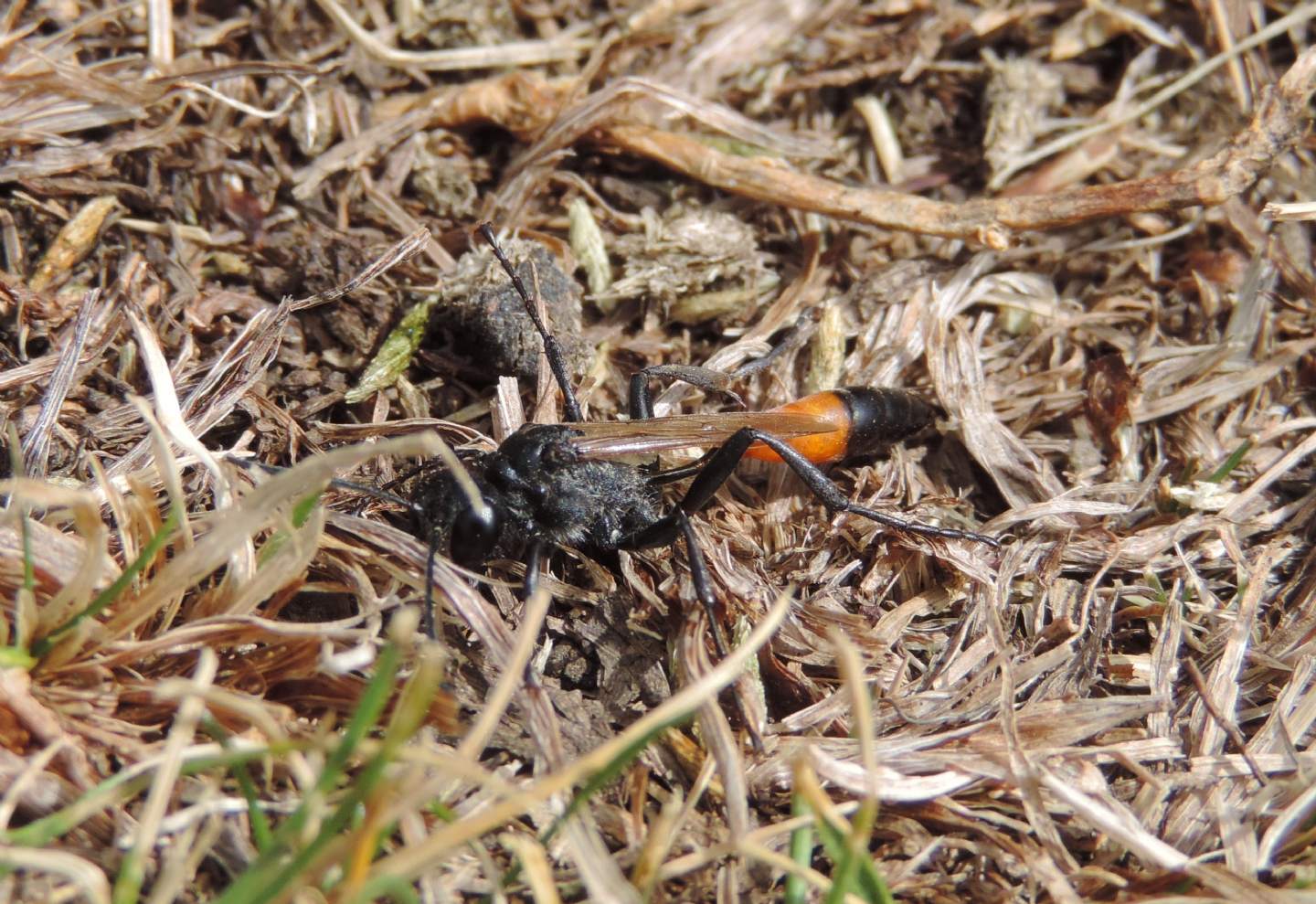 Quale Sphecidae? Podalonia sp.