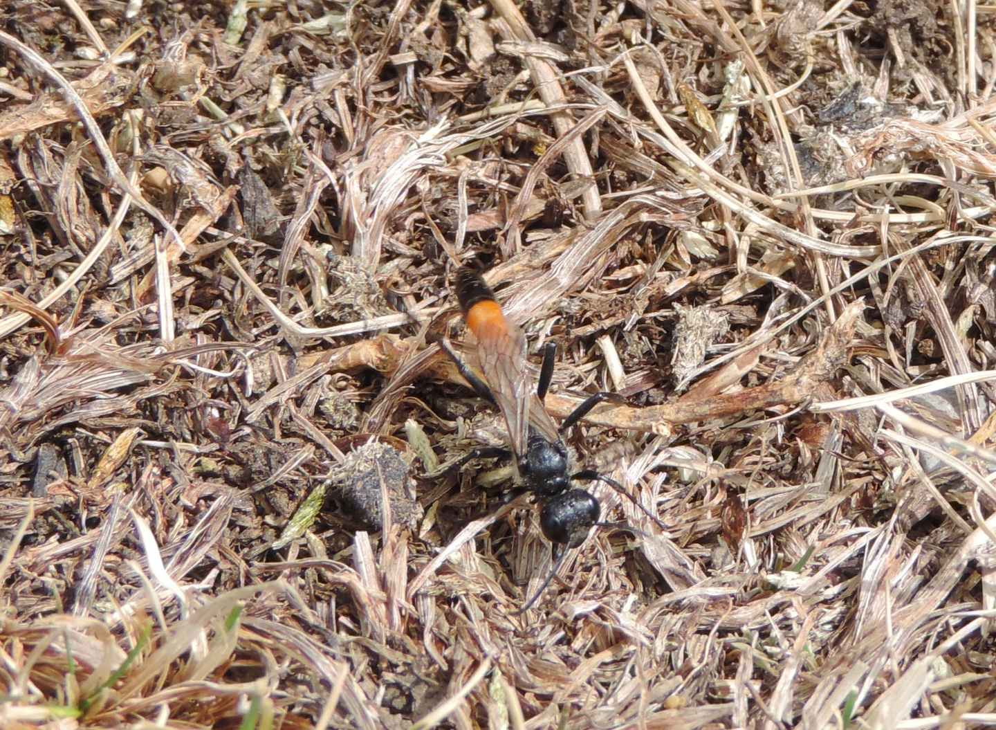 Quale Sphecidae? Podalonia sp.