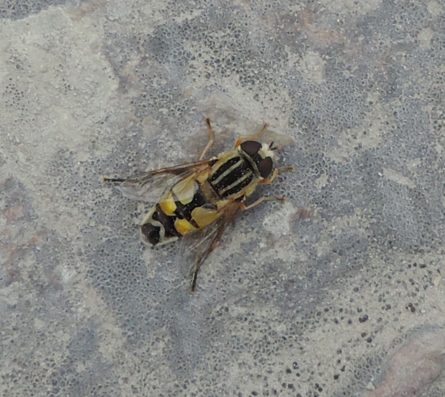 Helophilus trivittatus?