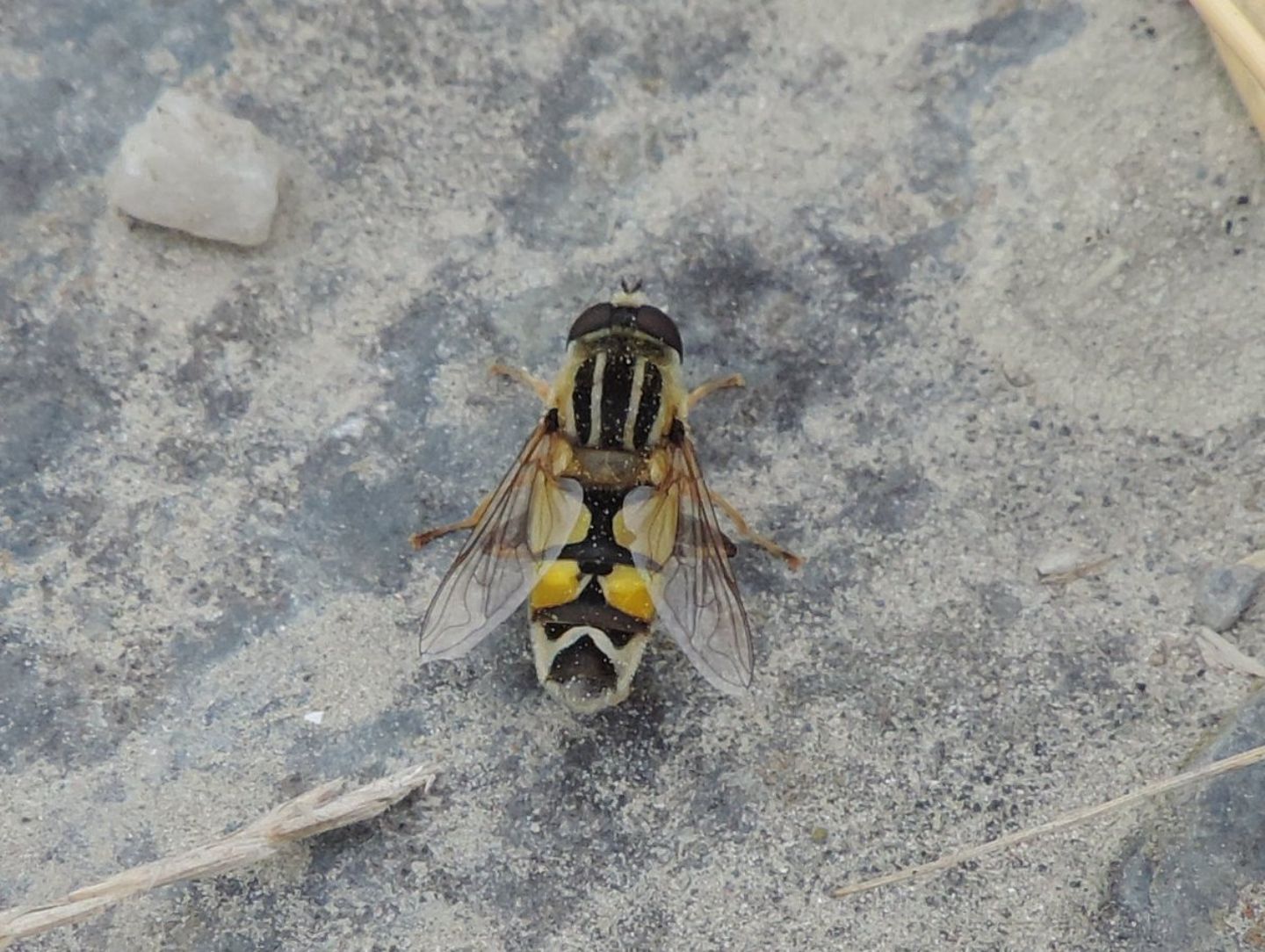 Helophilus trivittatus?