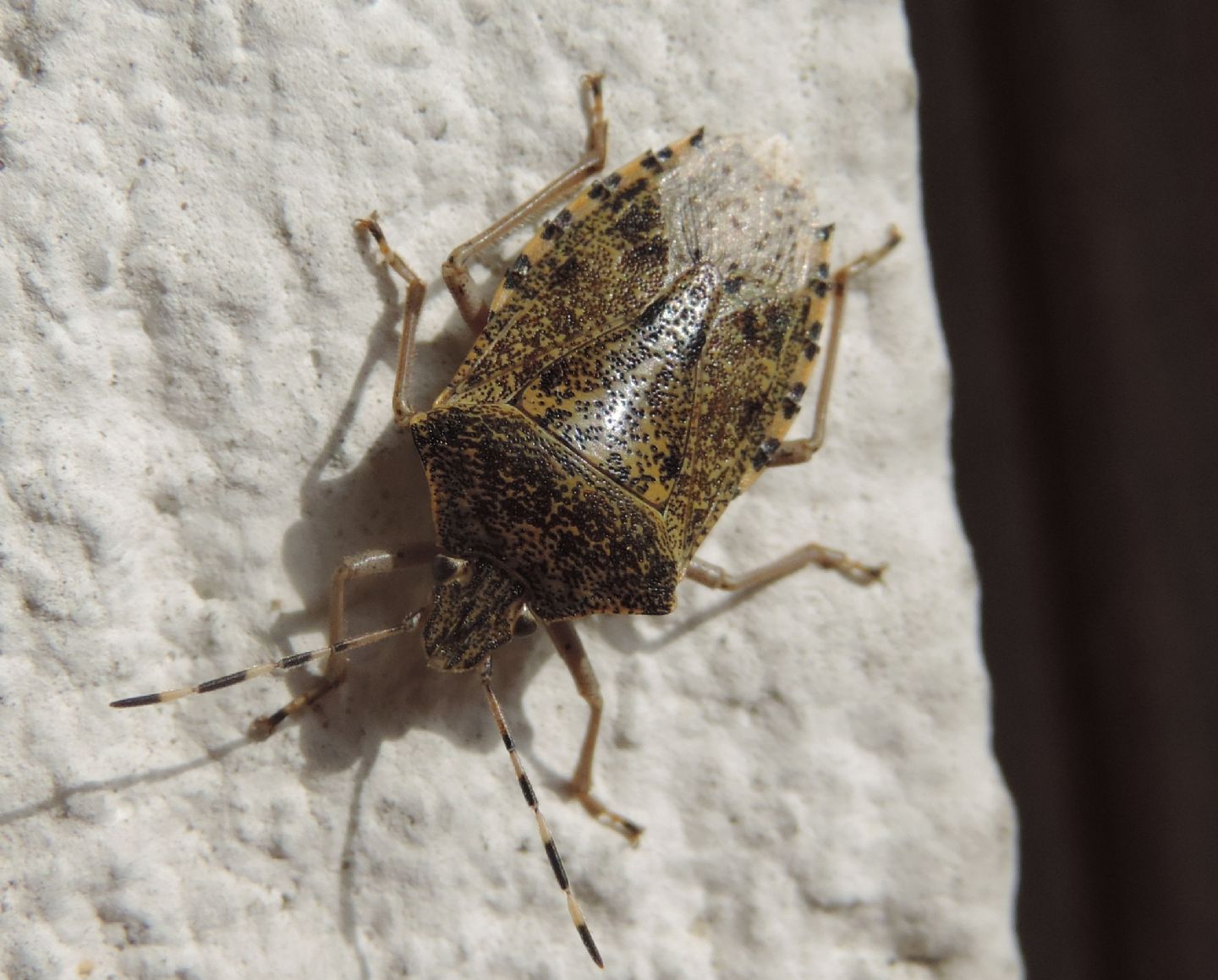 ninfe di Carpocoris?