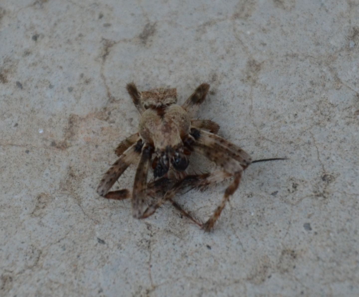 Araneus cf. angulatus - Magliano Alfieri (CN)