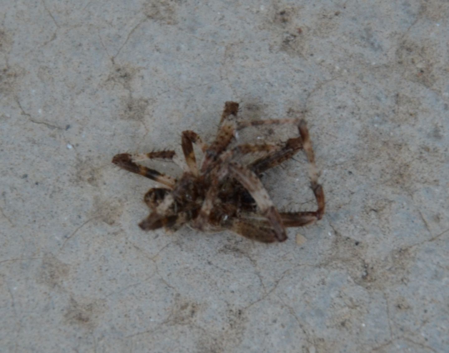 Araneus cf. angulatus - Magliano Alfieri (CN)