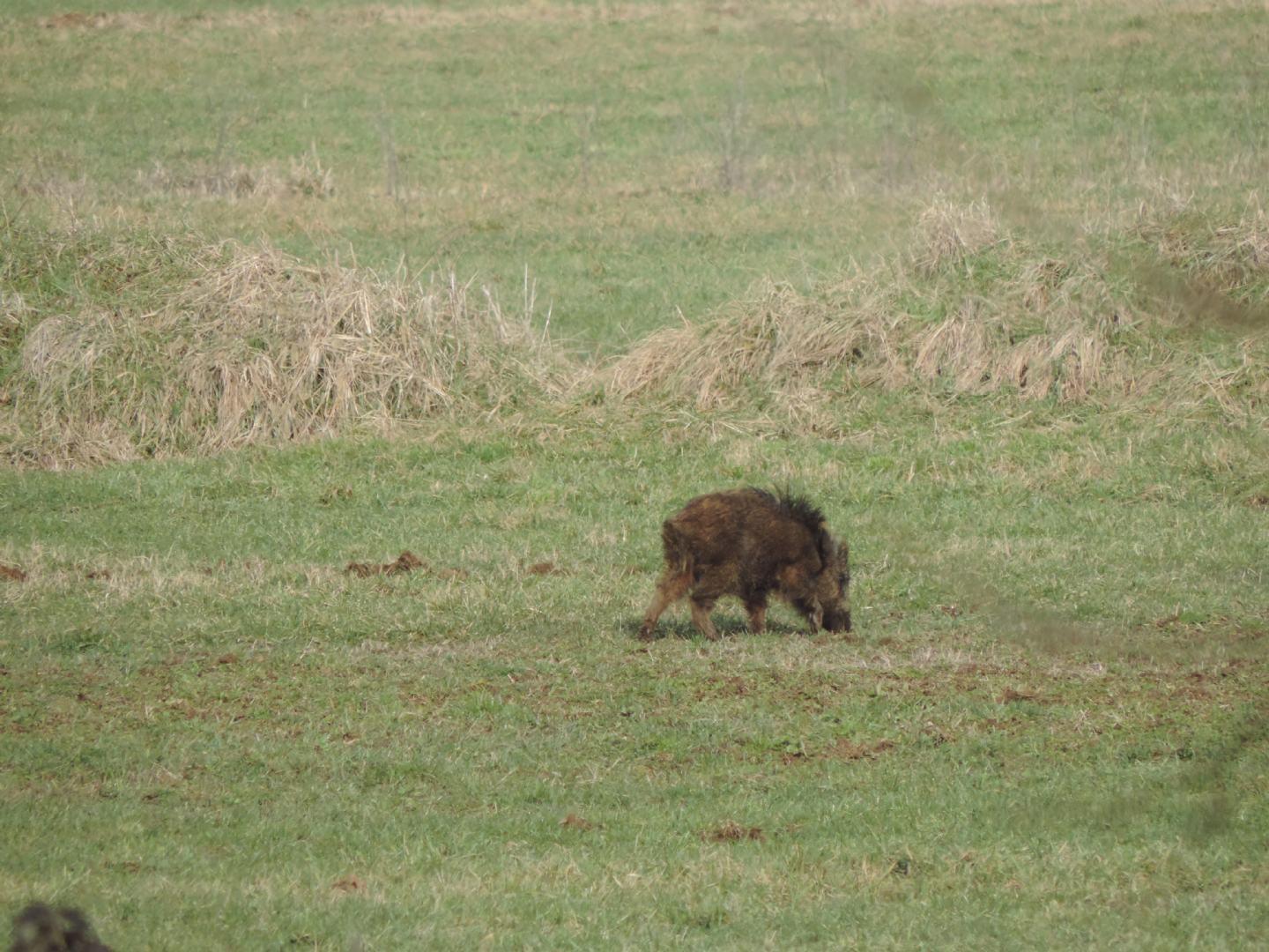 Alcune domande sul cinghiale