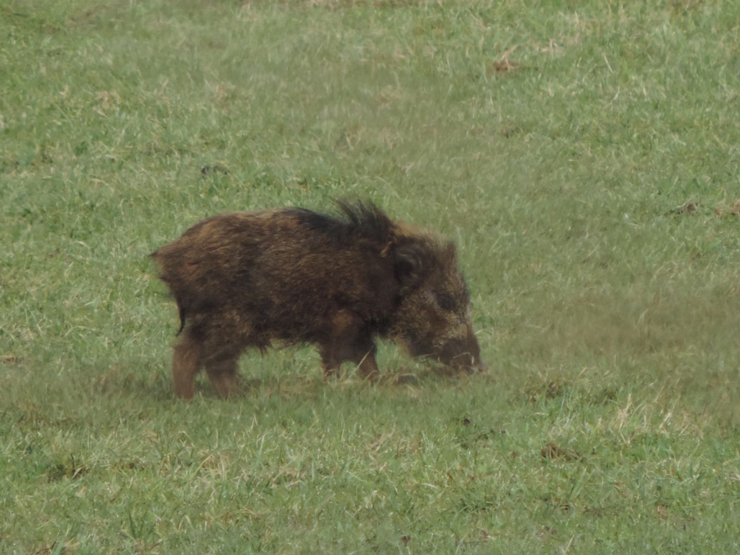 Alcune domande sul cinghiale